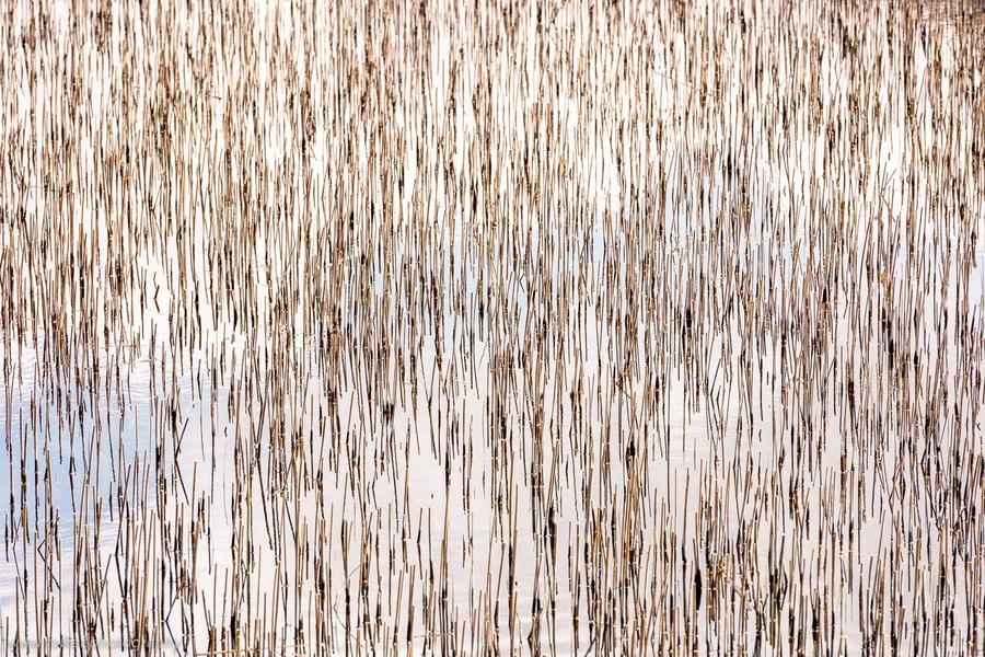Reed in a still lough in Connemara, Ireland