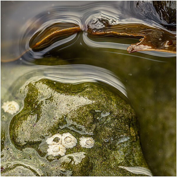 Scotland, Orkney, macro, abstract