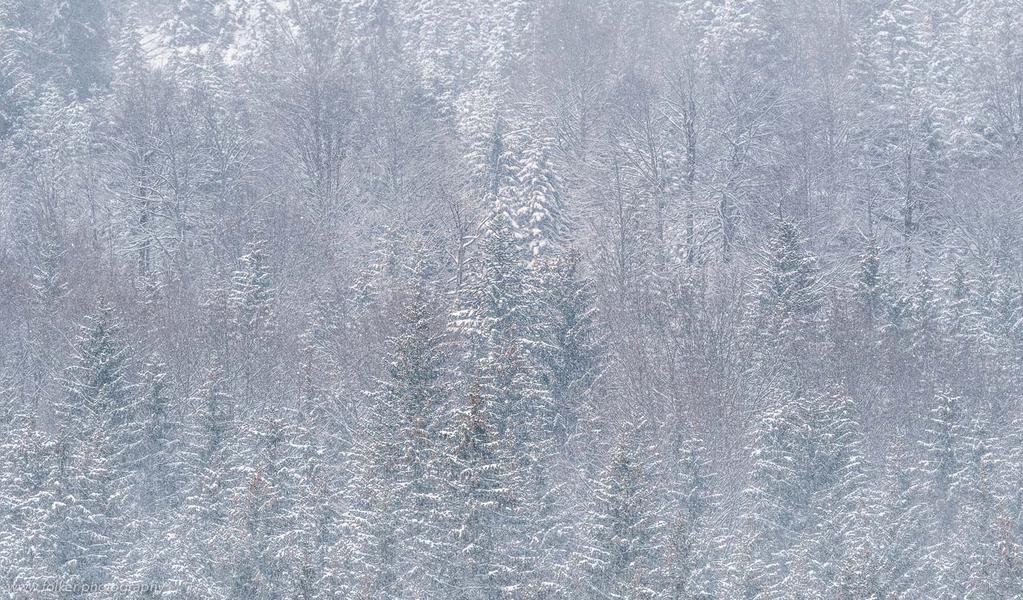 trees in winter landscape
