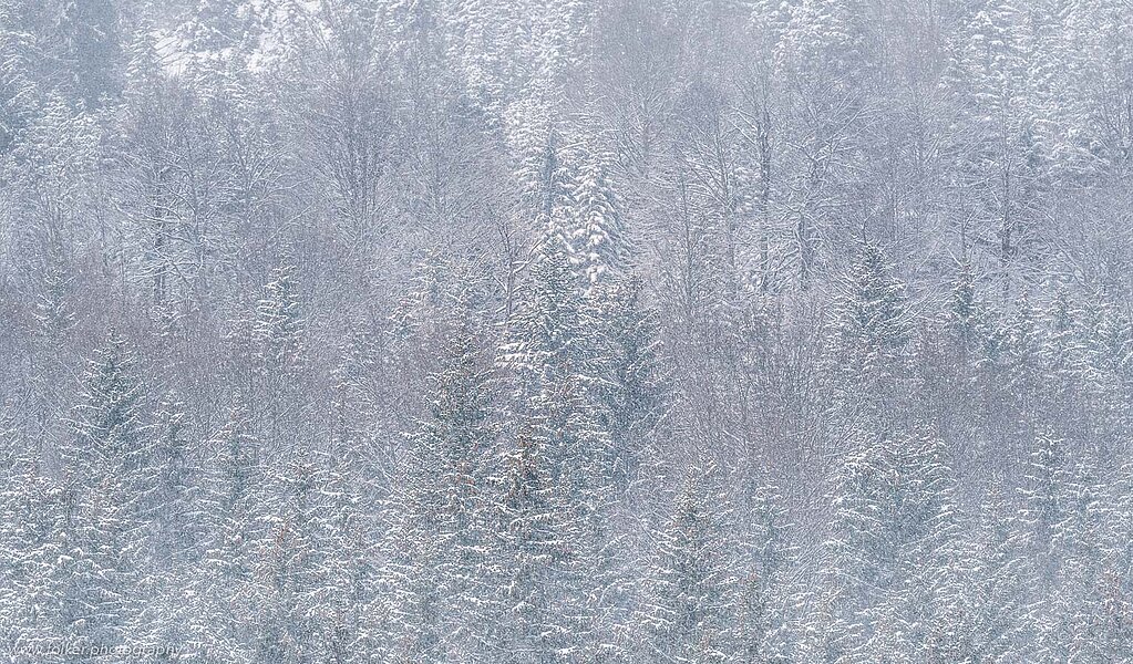 Winterscene at the Isar river