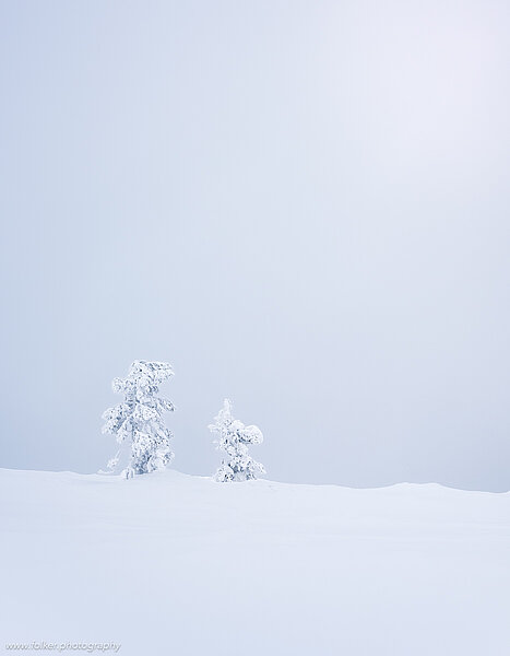 Lapland, Finland, winter, snow, tree, untouched