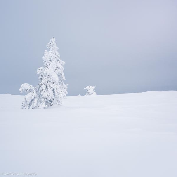 Lapland, Finland, winter, snow, tree, untouched