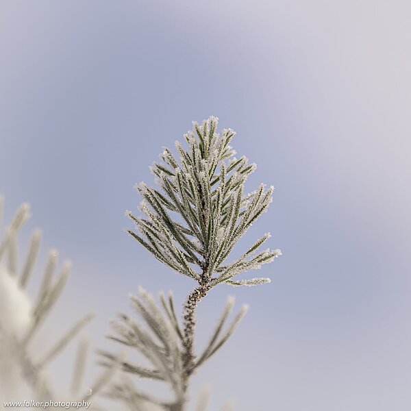 Frozen needles (of a raodmarking tree)