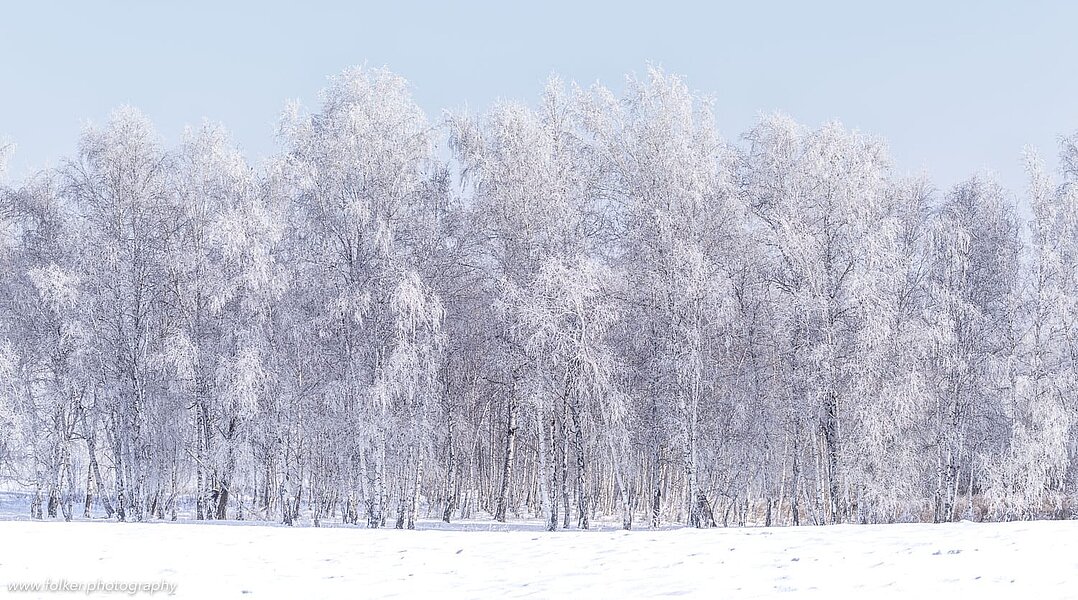 Frozen birch trees, Siberia