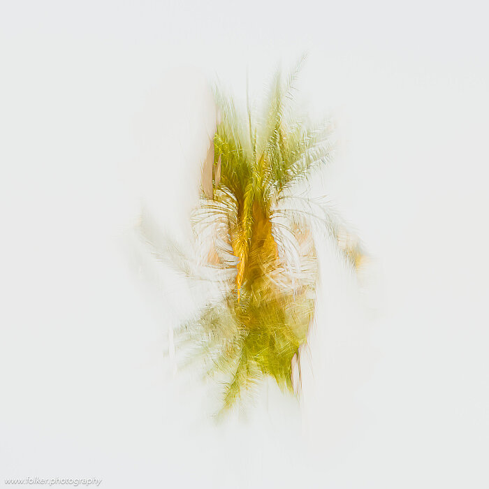"Palmtree Illusions" Folker, Michaelsen, Aesthetic, minimal, abstract, art, photography, minimalism, impressionism, ICM, multiple exposure, painterly, creative, special, beautiful, Mauretania, palmtree