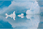 The backdrop of this fine-art photograph is formed and filled by a bigger iceberg with reflection in the water. Smaller elegantly shaped pieces of ice are passing in the foreground. Different shades of ice-blue color tones and cracks in the ice create a symmetric and well-balanced image that almost feels abstract. Picture was taken at the Sermilik fjord in East-Greenland. This image has an unusual aspect ratio of 1:3.