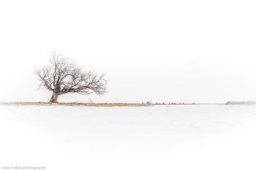 A lonely tree. Near Bugul'deika