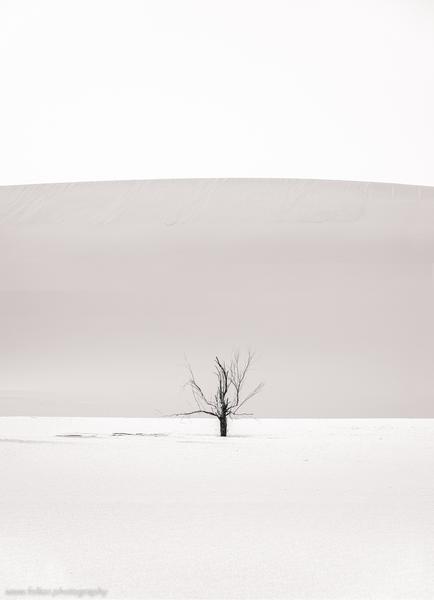 "The lonely tree", Dascht-e Lut desert, Iran