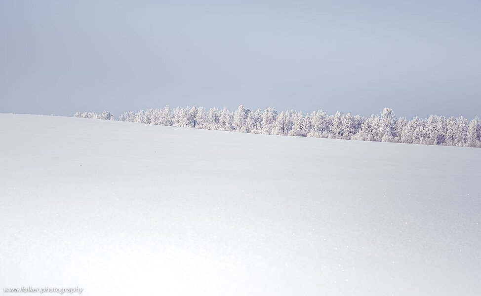 Siberian trees in winter