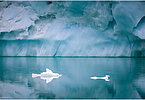 The backdrop of this fine-art photograph is formed and filled by a bigger iceberg with reflection in the water. Smaller elegantly shaped pieces of ice are passing in the foreground. Different shades of ice-blue color tones and cracks in the ice create a symmetric and well-balanced image that almost feels abstract. Picture was taken at the Sermilik fjord in East-Greenland.