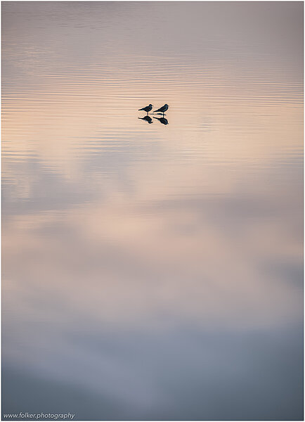 Scotland, Orkney, Birds, minimal